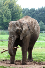 Obraz premium Elefant in Gefangenschaft