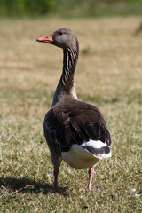 Graugans