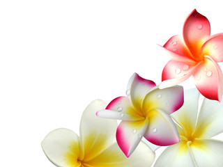 Obraz na płótnie Canvas Róg strony z kwiatów frangipani
