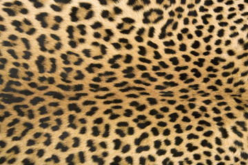 Skin's texture of leopard XXL size
