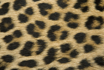 Skin's texture of leopard XXL size