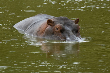 Hippo emerging from under water