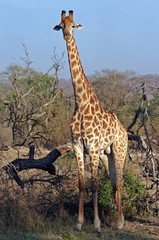Giraffe, Südafrika, Giraffa camelopardalis