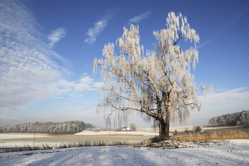 Winter landscape