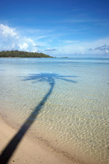 Palm tree reflection in Water, Moorea French Polynesia