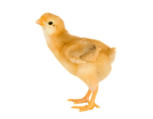 Yellow little chicken
