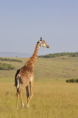 giraffe