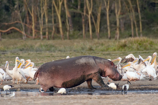 hippo surrounded by pelicans