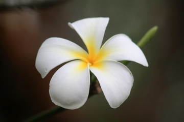 Frangipani (Plumeria)