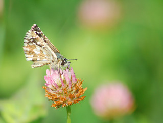 Buttefly1