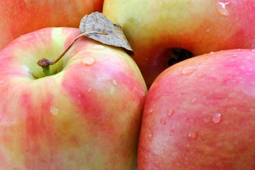many fresh wet apples