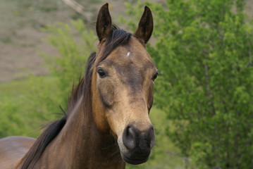 Fototapeta na wymiar cheval hanovrien