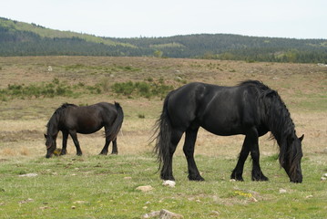 Fototapeta premium chevaux de type frison