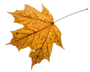 isolated fall leaf