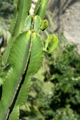 Cactus in mediterranean city of Elche