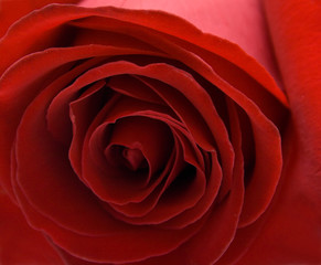red rose background