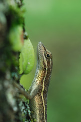 Anolis auratus ( Polychrotidae, Sauria)