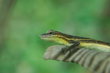 anolis auratus (polychrotidae, sauria)
