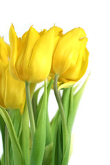 Naklejka premium Tulipany