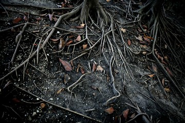 Dark black tree roots over surface, terror