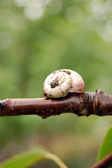 Snail on branch