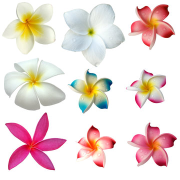 des fleurs de frangipanier sur fond blanc