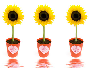 Sunflowers. Valentine concept