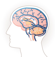 Cerveau - veines