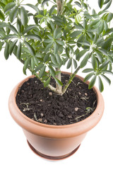 window plant close up