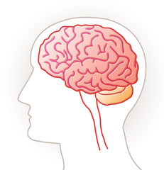 Cerveau - vue lat&eacute;rale