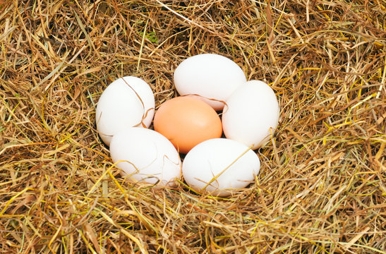 five white eggs and one yellow egg
