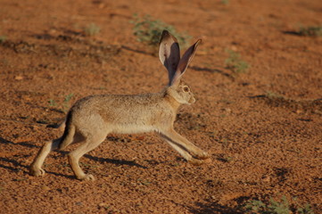 Desert Rabbit Running 1