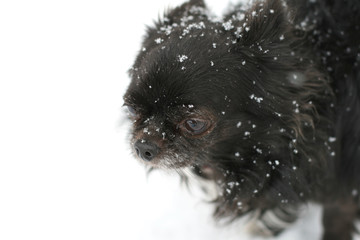 Naklejka premium Chihuahua in snow