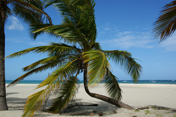 Obraz premium Palm On The Beaсh