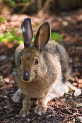 Snowshoe Hare on the forest floor
