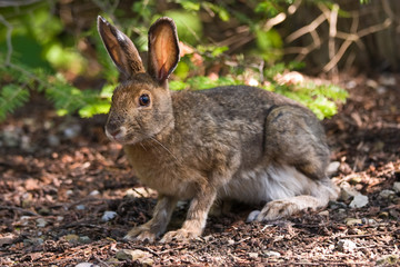 Snowshoe Hare on the forest floor