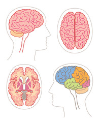 Anatomie - Cerveau 2