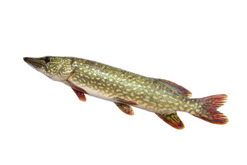 Fototapeta premium pike