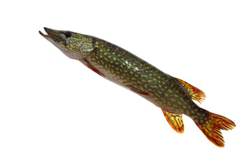 pike