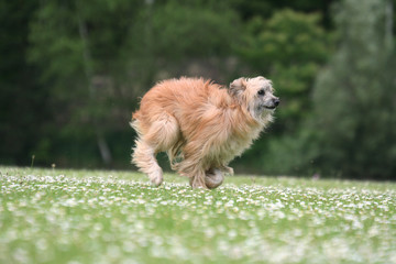 Berger des Pyrénées filant dans les paquerettes