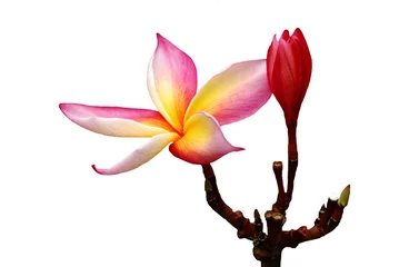 Papier Peint photo Lavable Frangipanier frangipani flower isolated