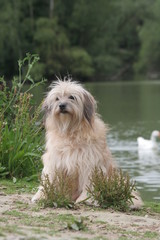 Gentil Berger des Pyrénées assis au bord de l'eau