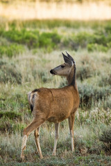 Utah Mule Deer