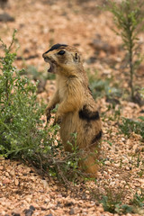 Utah Prairie Dog
