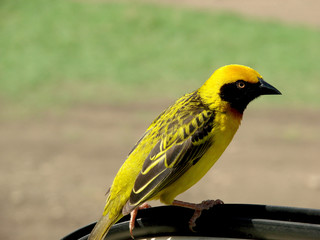 Baglafecht Weaver
