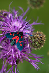 Zigaenid Moth