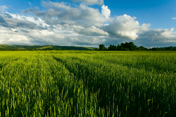wheaten field