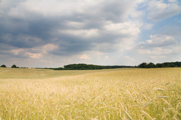 Naklejka premium golden yield