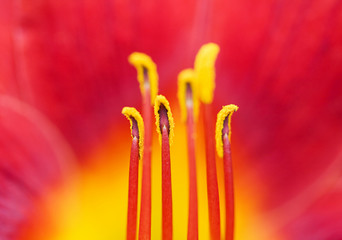Day Lily