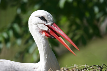 Weißstorch